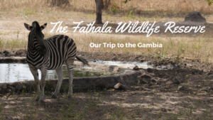 The Fathala Wildlife Reserve, Our Trip to the Gambia, Senegal