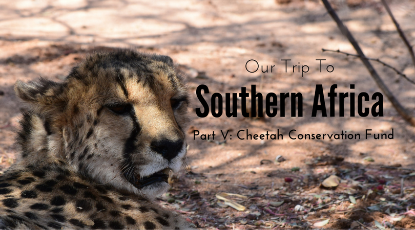 Cheetah Conservation Fund, CCF, Otjiwarongo, Namibia