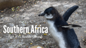 Penguins, Boulders Beach, Cape Town, Cape Point, South Africa