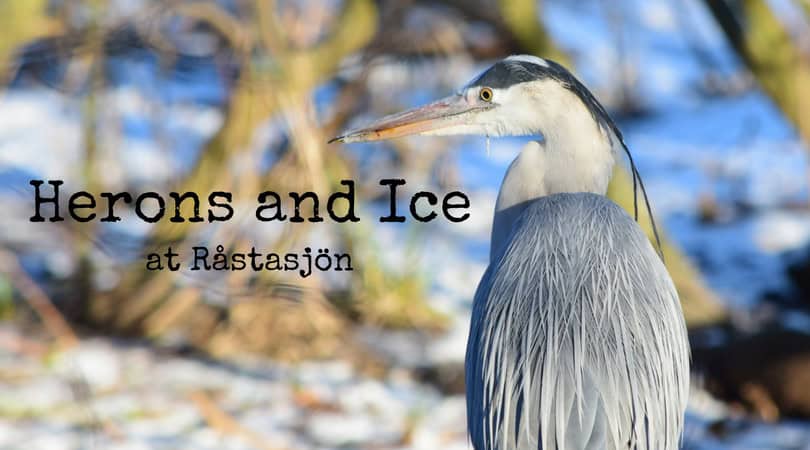 Heron, Råstasjön, Solna, Stockholm, Sweden
