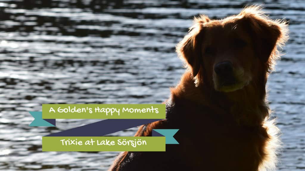 Golden Retriever, Trixie, Vagnhärad, Lake Sörsjön, Sweden