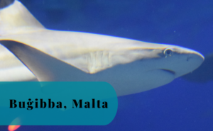 Buġibba, Malta, Malta National Aquarium