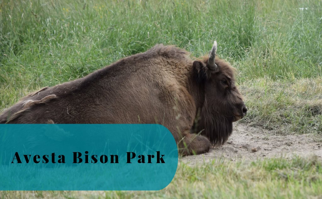 Avesta Bison Park, Avesta Visentpark, European Bison, Wisent, Avesta, Dalarna, Sweden, Bison bonasus, bisonte europeo, Europäische Bison, Visentti, euroopanbiisoni
