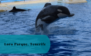 Loro Parque, Tenerife, Spain, Orca, Killer Whale