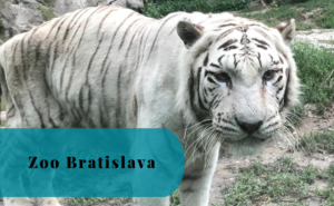 Zoo Bratislava, Slovakia, White Tiger, DinoPark
