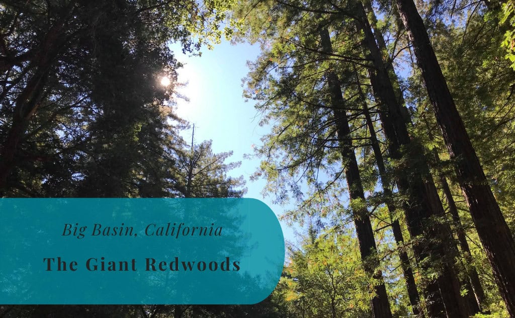 Big Basin Redwoods State Park, California, United States