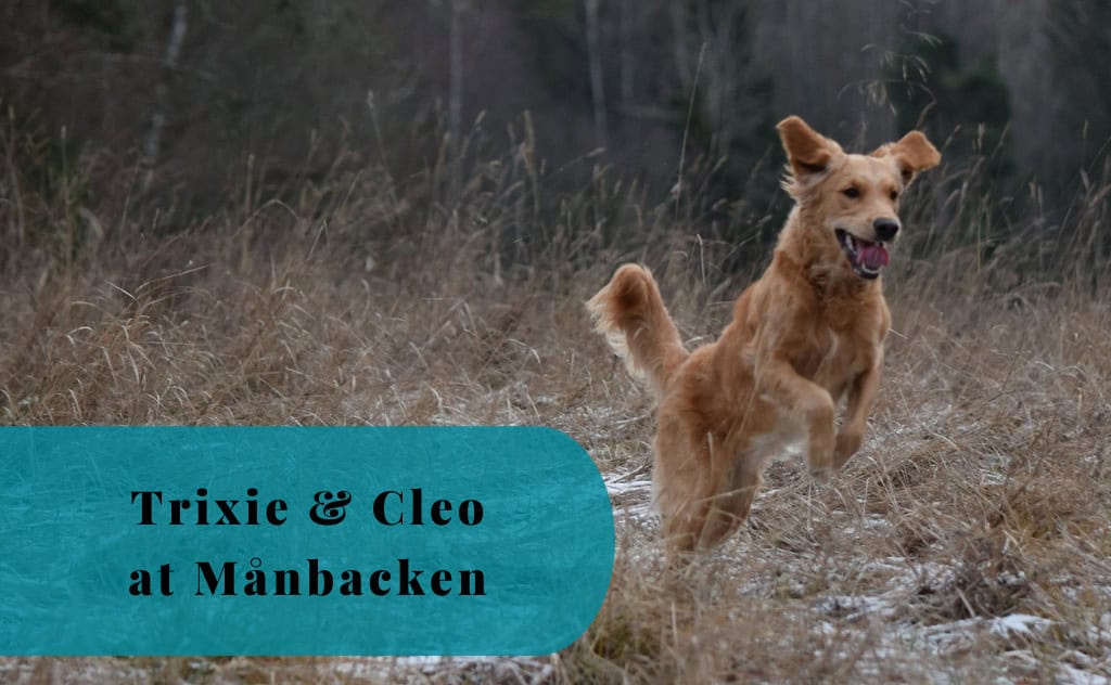 Trixie, Cleo, Golden Retriever, Månbacken, Västerljung, Sweden