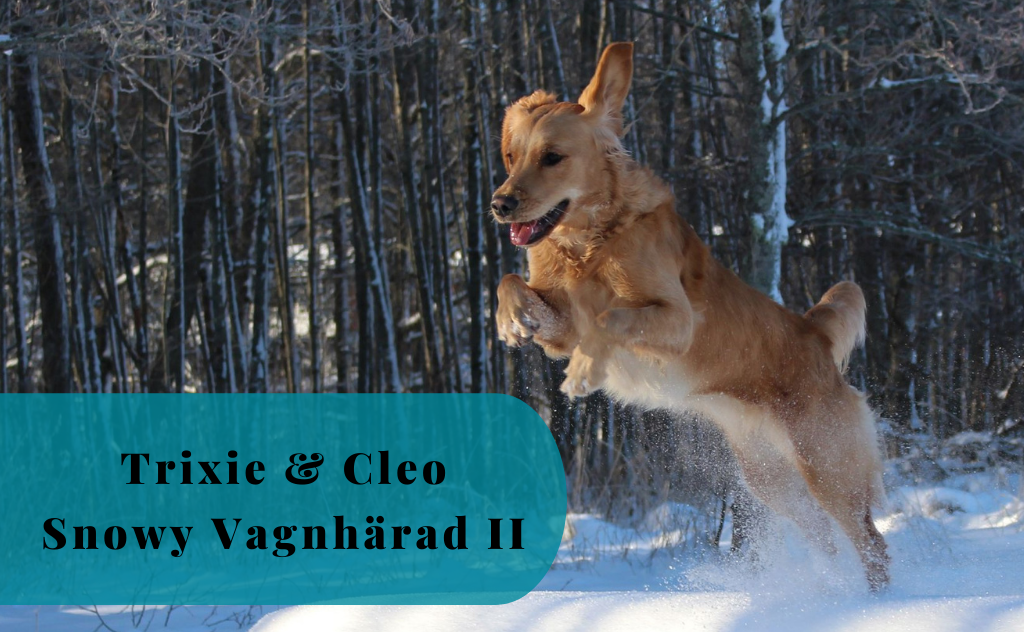 A Golden’s Happy Moments, Trixie & Cleo, Snowy Vagnhärad II