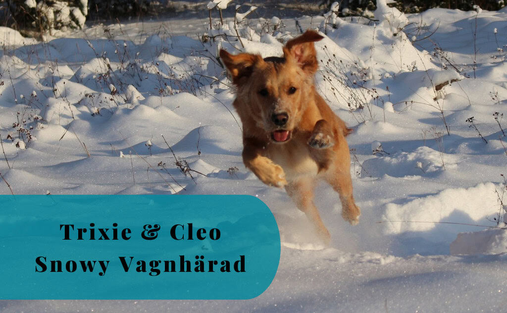 A Golden’s Happy Moments, Trixie & Cleo, Snowy Vagnhärad