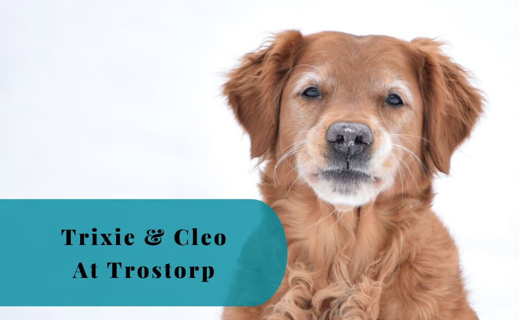 A Golden’s Happy Moments, Trixie & Cleo, Trostorp