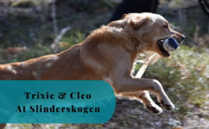 A Golden’s Happy Moments, Trixie & Cleo, Slinderskogen