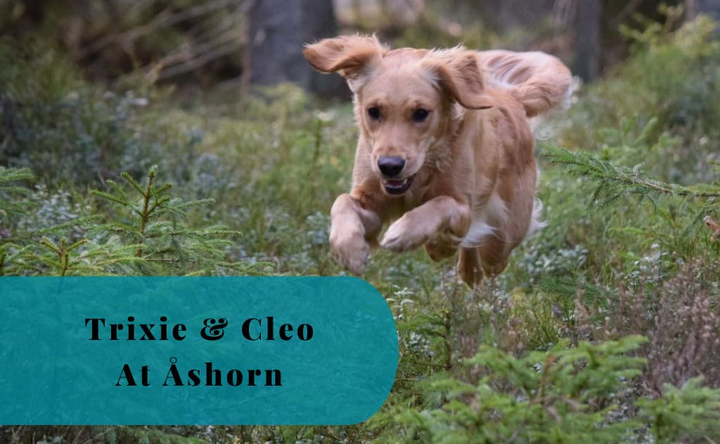 A Golden’s Happy Moments, Trixie & Cleo, Åshorn, Trosa