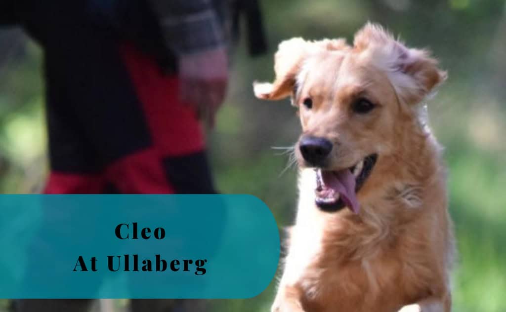 Cleo, Golden Retriever, Ullaberg, Västerljung, Sweden