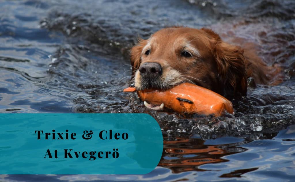 A Golden's Happy Moments, Trixie & Cleo at Kvegerö, Tystberga, Sweden
