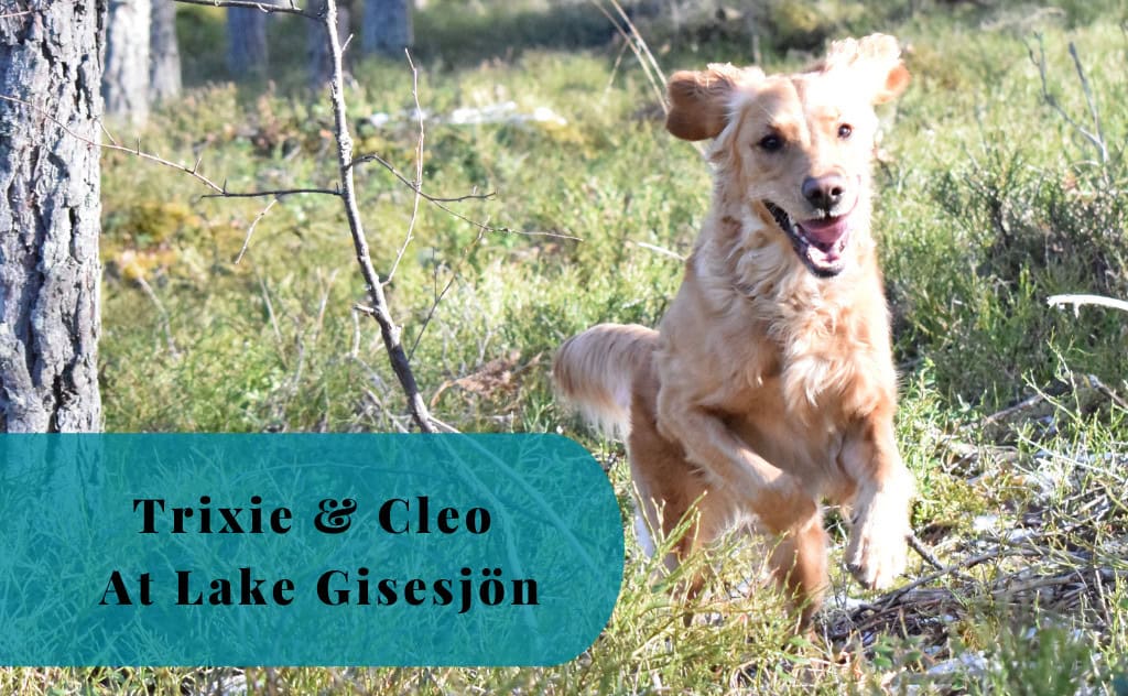 Trixie and Cleo, Lake Gisesjön, Västerljung, Sweden