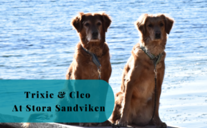 Trixie and Cleo, Stora Sandviken, Västerljung, Nynäs Nature Reserve
