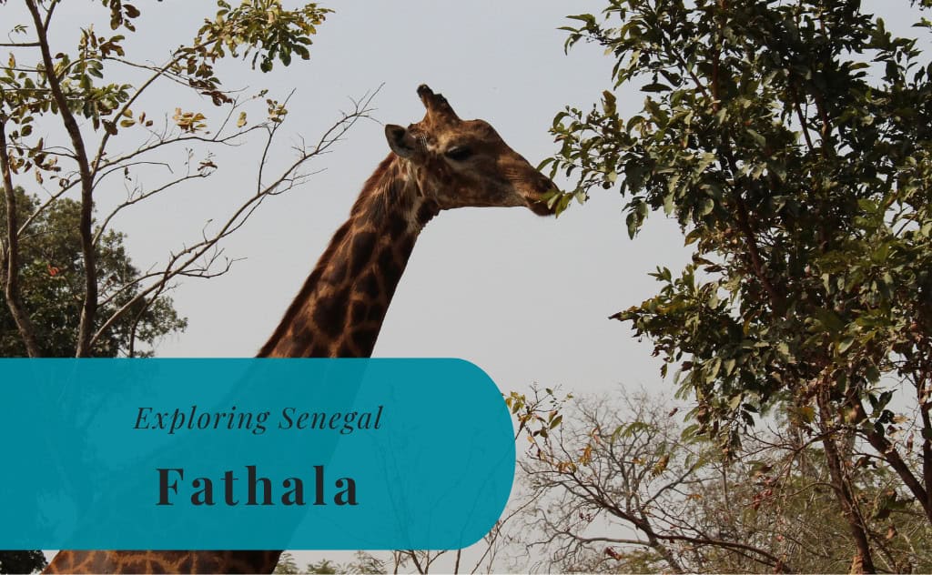 Fathala Wildlife Reserve, Exploring Senegal